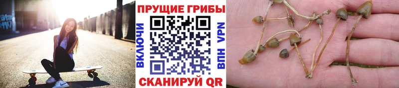 Псилоцибиновые грибы мухоморы  Купить закладки  Большой Камень 